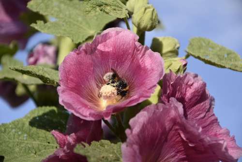 Mallow Insect Flower Pollination Bumblebee