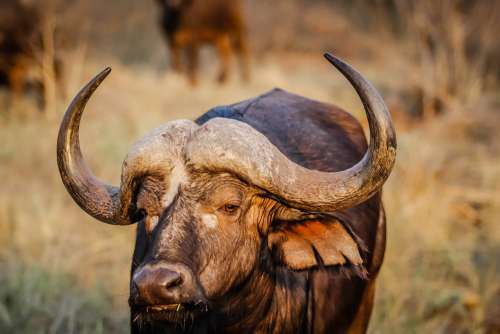 Mammal Bovine Cow Horn Farm Wildlife Bull