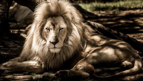 Mammal Lion Animal Portrait Wildlife Carnivore