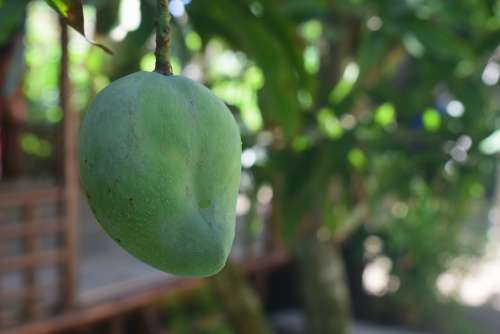 Mango Leaf Green Fruit Leaves Natural Plant