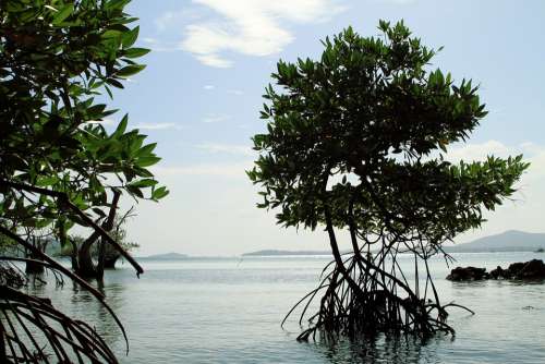 Mangrove Thailand Nature Phuket Green Landscape