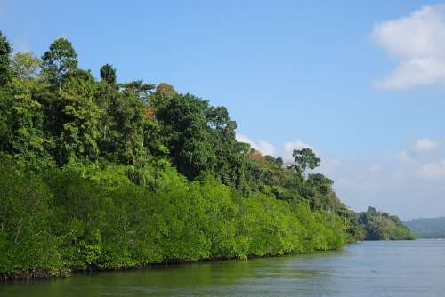 Mangroves Forest Lush Greenery Creek Environment