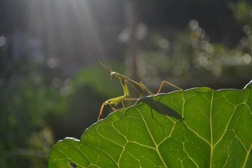 Mantis Nature Animal Green Spring