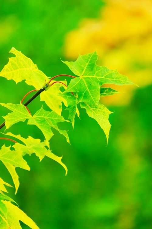 Maple Leaves Green Fresh Summer Bright Color