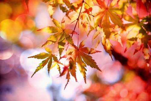 Maple Maple Leaves Emerge Fall Foliage Autumn