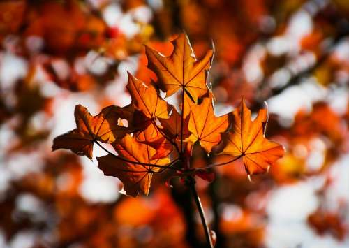 Maple Maple Leaves Autumn Colorful Red Leaves