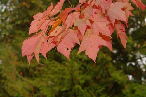Maple Tree Red Leaf Park Fall Leaves