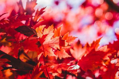 Maple Leaf Leaves Leaf Red Maple Falling Autumn