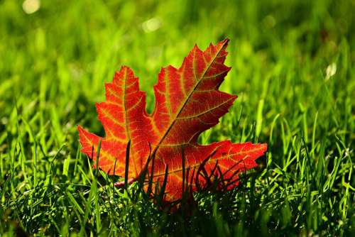 Maple Leaf Fall Leave Autumn Vein Leave Vein Red
