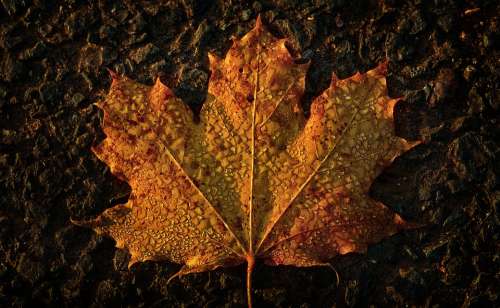 Maple Leaf Autumn Morgentau Dewdrop Wet