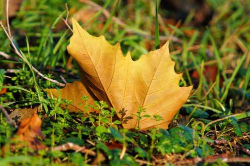 Maple Leaf Autumn Leaves Nature Transition