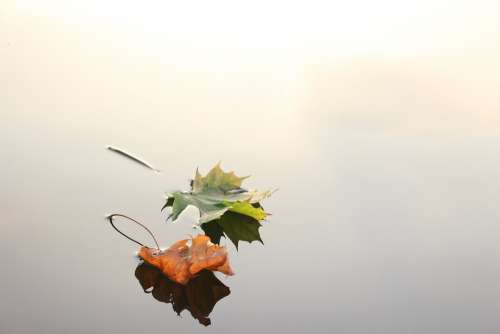 Maple Leaves Maple Leaves Autumn Nature Fall