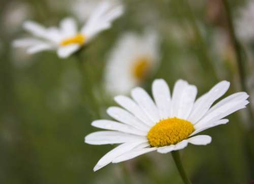 Margaret Flower Spring Prato Nature