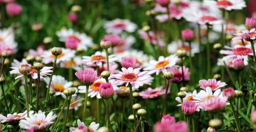 Marguerite Tree Daisy Flower