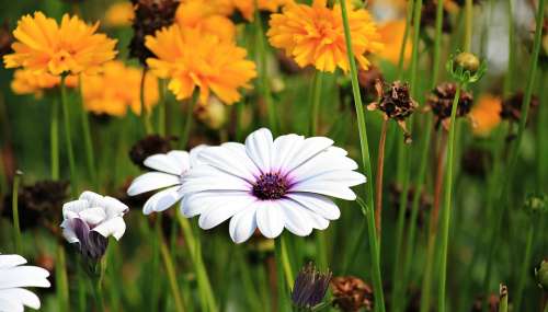 Marguerite Flower Plant Blossom Bloom Bloom Flora