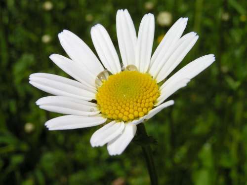 Marguerite Daisy Close Up Flower Flora Wet Meadow