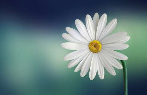 Marguerite Daisy Flower White Beautiful Beauty