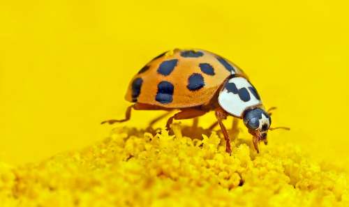 Marien-Beetles Harmonia Axyridis Lucky Ladybug