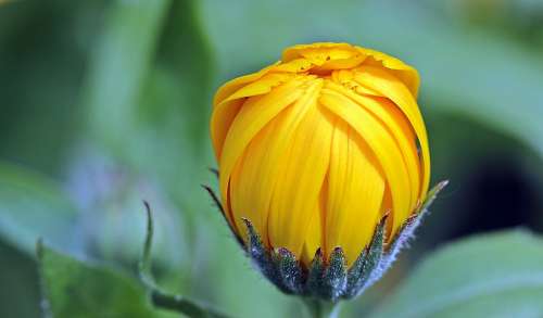 Marigold Calendula Bud Open Gardening Naturopathy