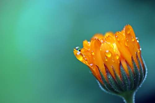 Marigold Calendula Orange Blossom Bloom