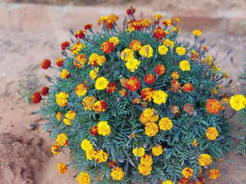 Marigold Flower Color Garden