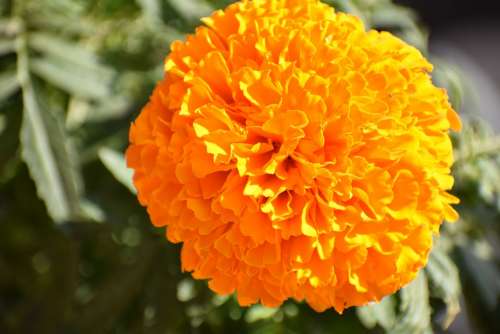 Marigold Plant Garden Flowers Gardening Nature