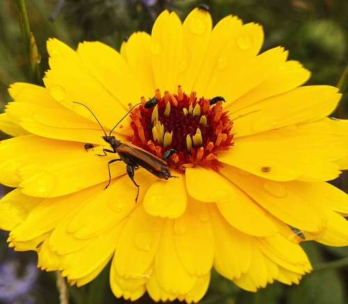 Marigold Flower Yellow Insects Raindrop Calendula