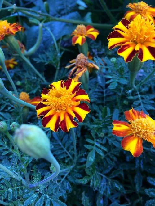 Marigolds Garden Flowers Calendula Orange