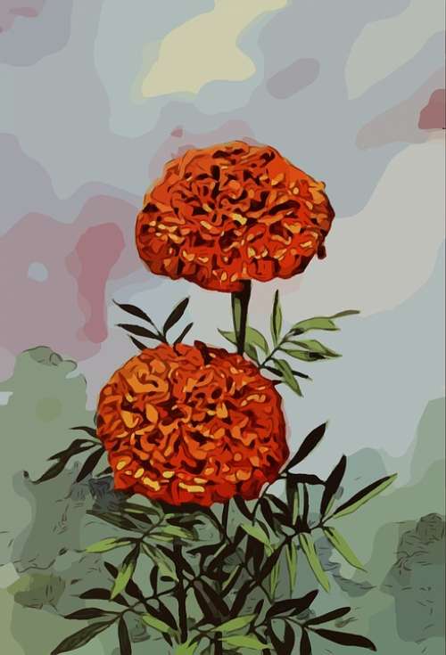 Marigolds Garden Art Graphic Flower