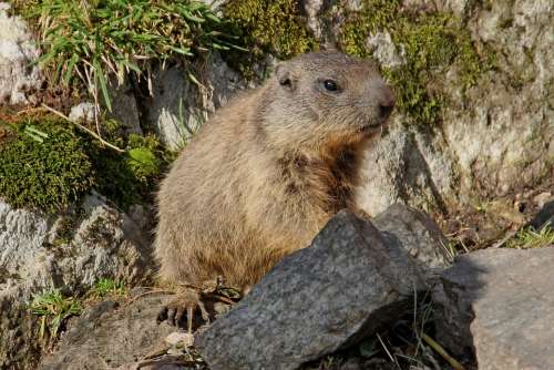Marmot Animal Rodent Nature Alpine Alpine Marmot