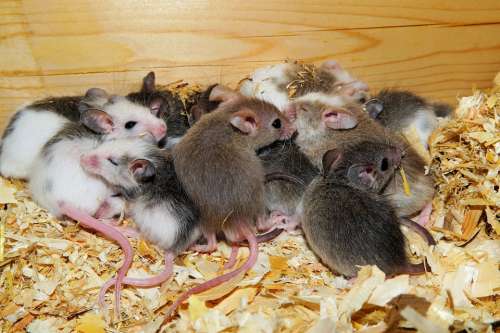 Mastomys Mice Cute Rodents Society Close Up Nest