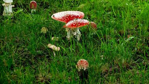 Matryoshka Mushrooms Red Toxic