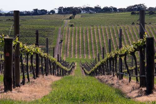 Mclaren Vale Wine Vine Australia Rural Agriculture