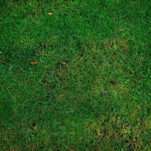 Meadow Grass Structure Texture Halme Green