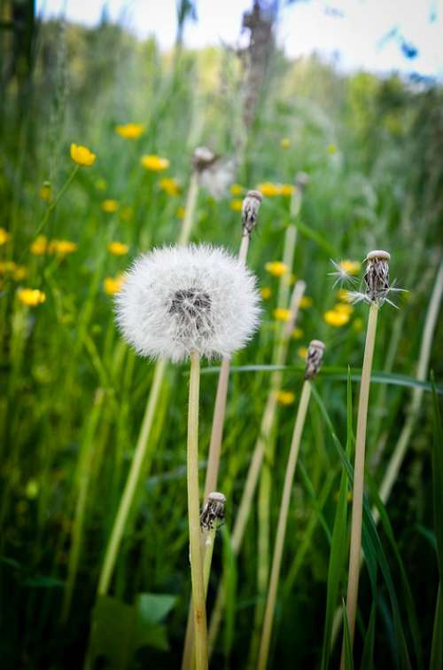 Meadow Dandelion Nature Plant Summer Spring