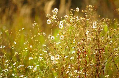 Meadow Daisies Sunny