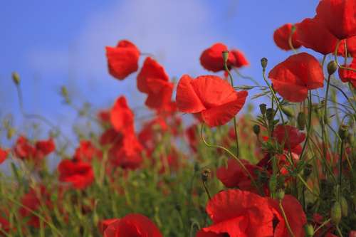Meadow Poppy Poppies Bloom Red Klatschmohn Field