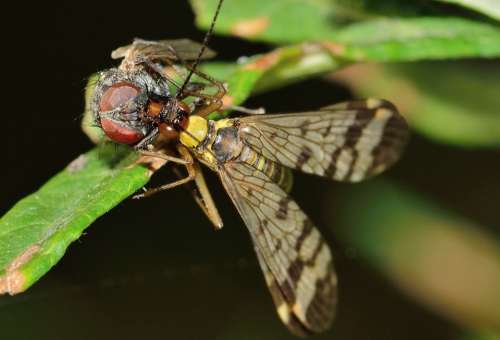 Mecoptera Insects Panaropa Moscow Scorpio Prey