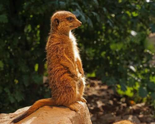 Meerkat Guards Attention Keep Watch Keep An Eye Out