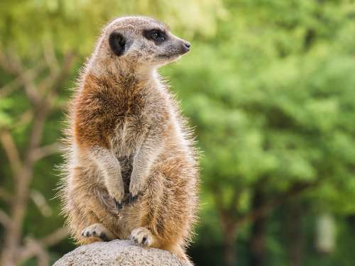 Meerkat Animal Nager Rodent Vigilant