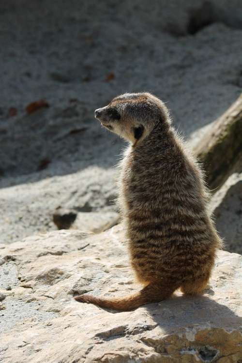 Meerkat Zoo Animal Nature Animal World