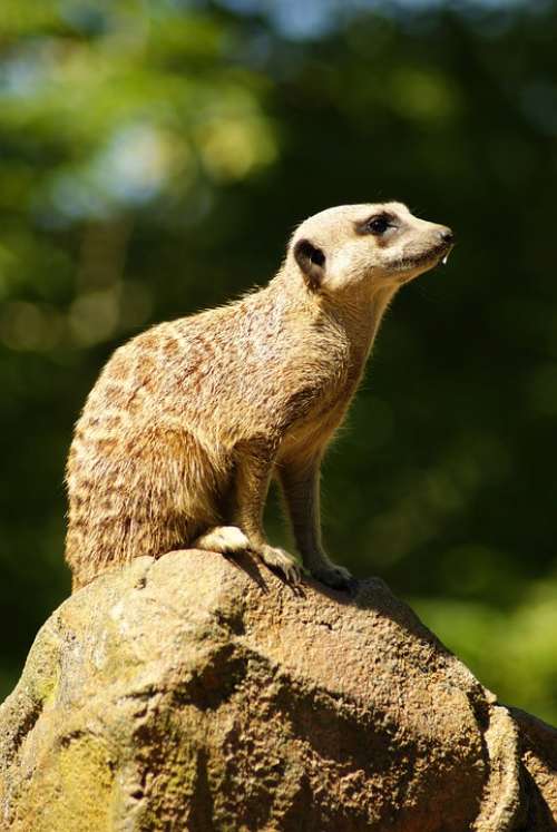 Meerkat Animal Zoo Mammal Sit Guard Portrait