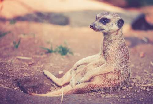 Meerkat Animal Africa Desert Nature Zoo Sit Rest