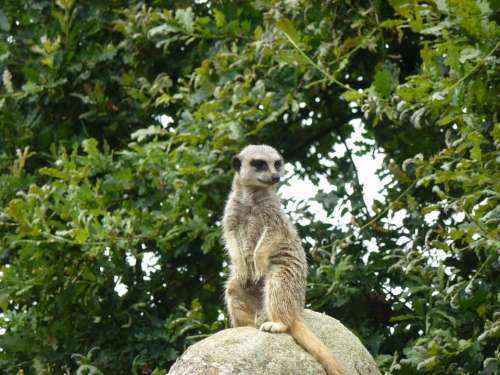 Meerkat Animals Cute Wildlife Nature Alert