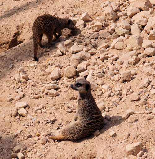 Meerkat Animal Wildlife Nature Wild Relaxing