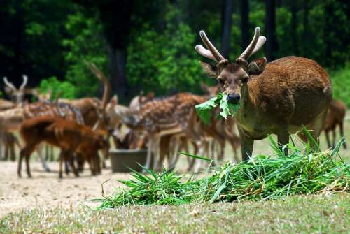 Menjangan Animals Landline Forest Deer Sambar