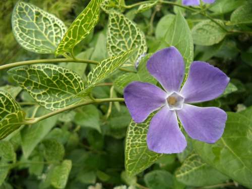 Meténg Flower Evergreen Periwinkle