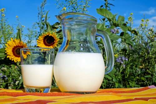 Milk Glass Fresh Healthy Drink Food Delicious