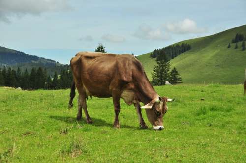 Milk Cow Cow Alm Mountains Switzerland Säntis