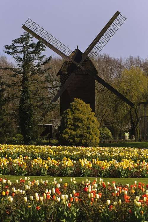 Mill Tulips Flowers Landscape Tulip Tulip Fields